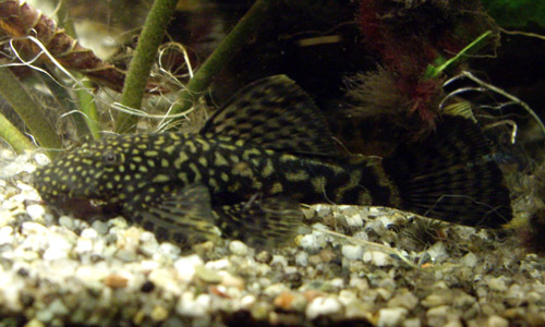 Blauer Antennenwels Aquarienfisch Barsinghausen